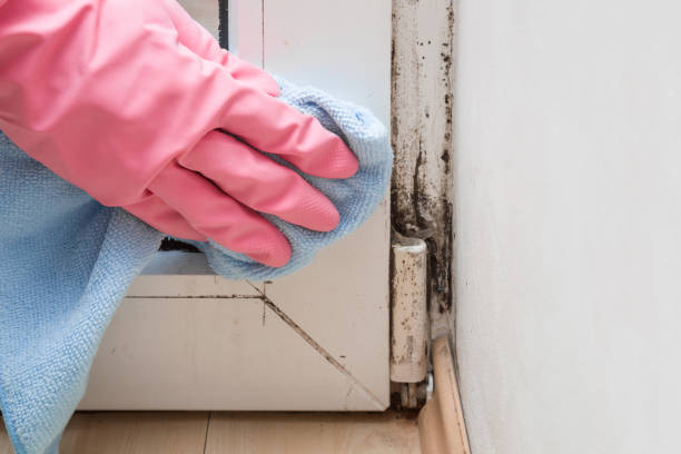 Best Mold Damage Restoration  in Oak Hill, TN